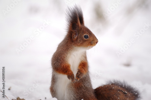 Squirrel © Yuri Macsimov