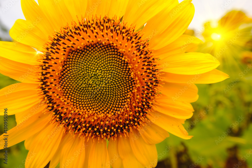 Obraz premium Selective and Soft focus. Sunflowers field with lighting flare effect.