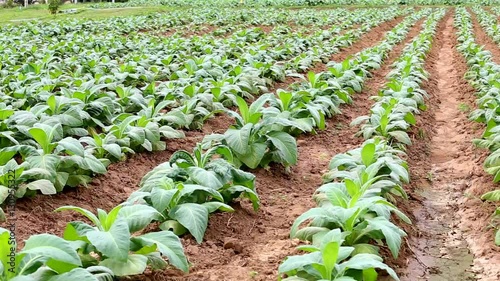 Tobacco farm