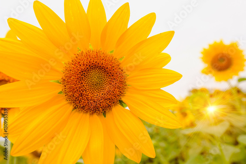 Selective and Soft focus. Sunflowers field with lighting flare effect.
