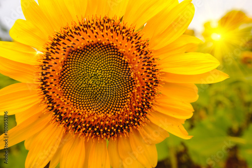 Selective and Soft focus. Sunflowers field with lighting flare effect.