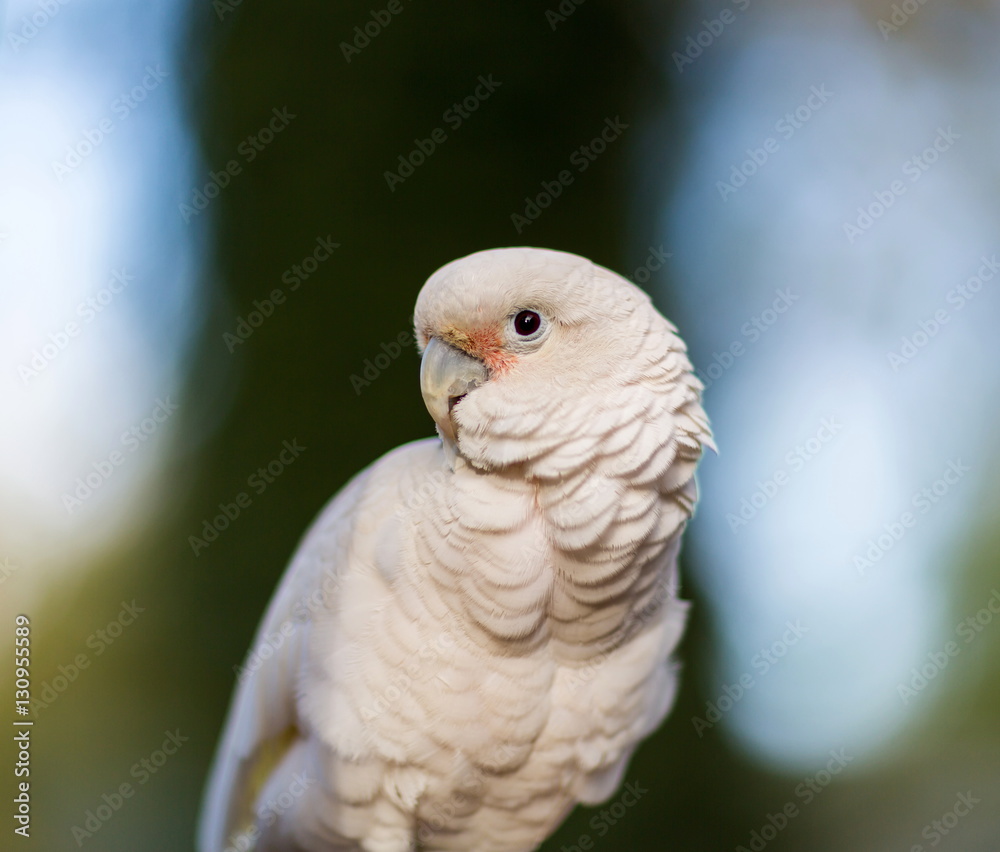 The Tanimbar corella also known as Goffin's cockatoo or Goffin's corella, is a species of cockatoo endemic to forests of Yamdena, Larat and Selaru, all islands in the Tanimbar Islands in Indonesia.