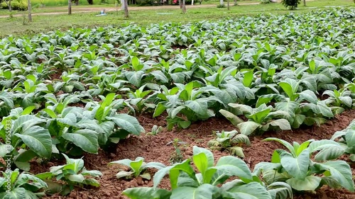 Tobacco farm