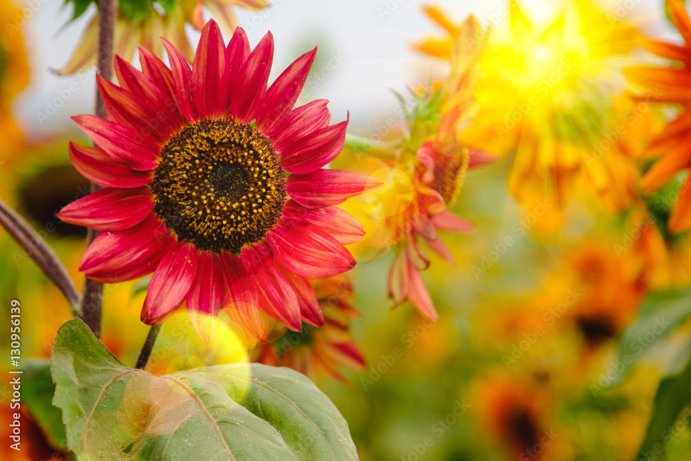 Obraz premium Selective and Soft focus. Red Sunflowers field with Sun rise flare effect.