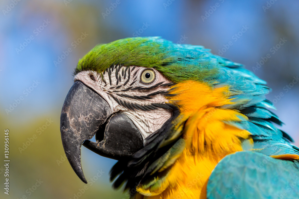 The blue-and-yellow, also known as the blue-and-gold macaw, is a large South American parrot with blue top parts and yellow under parts. It is a member of the large group of neotropical parrots. The blue-and-yellow, also known as the blue-and-gold macaw, is a large South American parrot with blue top parts and yellow under parts. It is a member of the large group of neotropical parrots.
