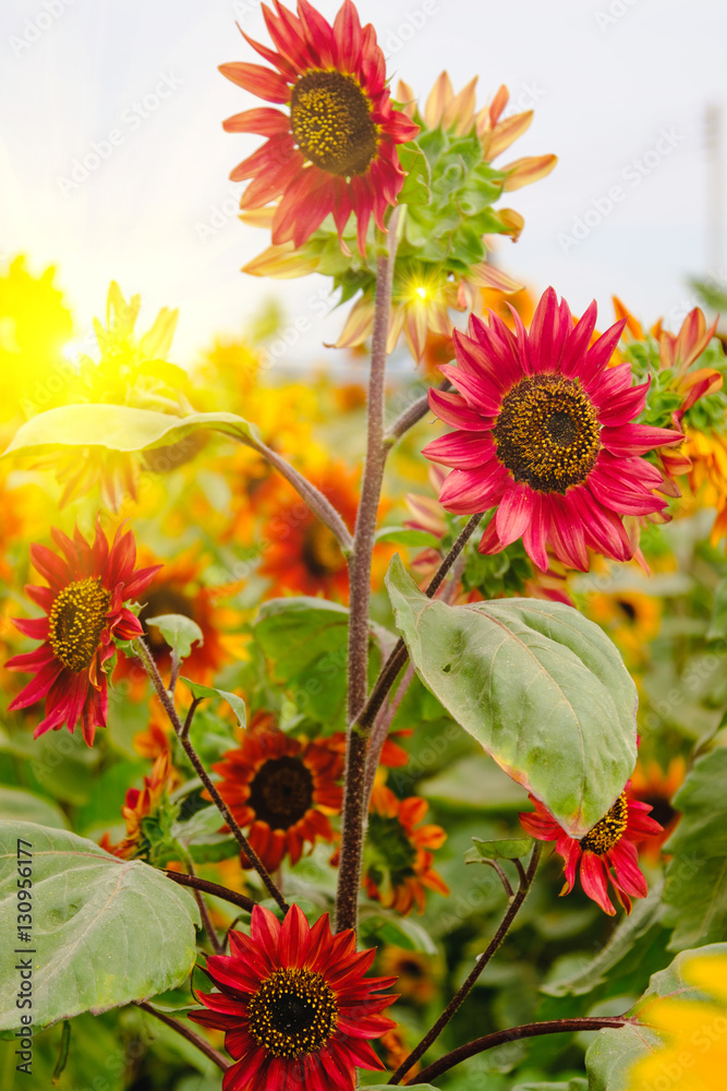Obraz premium Selective and Soft focus. Red Sunflowers field with Sun rise flare effect.