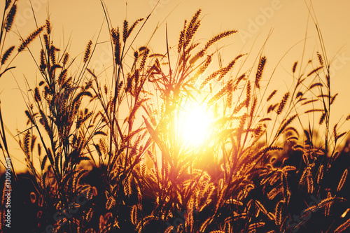 Silhouette of grass flower in sunset.