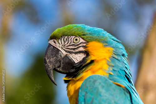 The blue-and-yellow, also known as the blue-and-gold macaw, is a large South American parrot with blue top parts and yellow under parts. It is a member of the large group of neotropical parrots. © Hummingbird Art