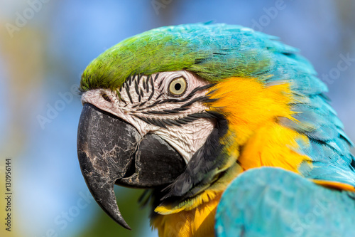 The blue-and-yellow, also known as the blue-and-gold macaw, is a large South American parrot with blue top parts and yellow under parts. It is a member of the large group of neotropical parrots.