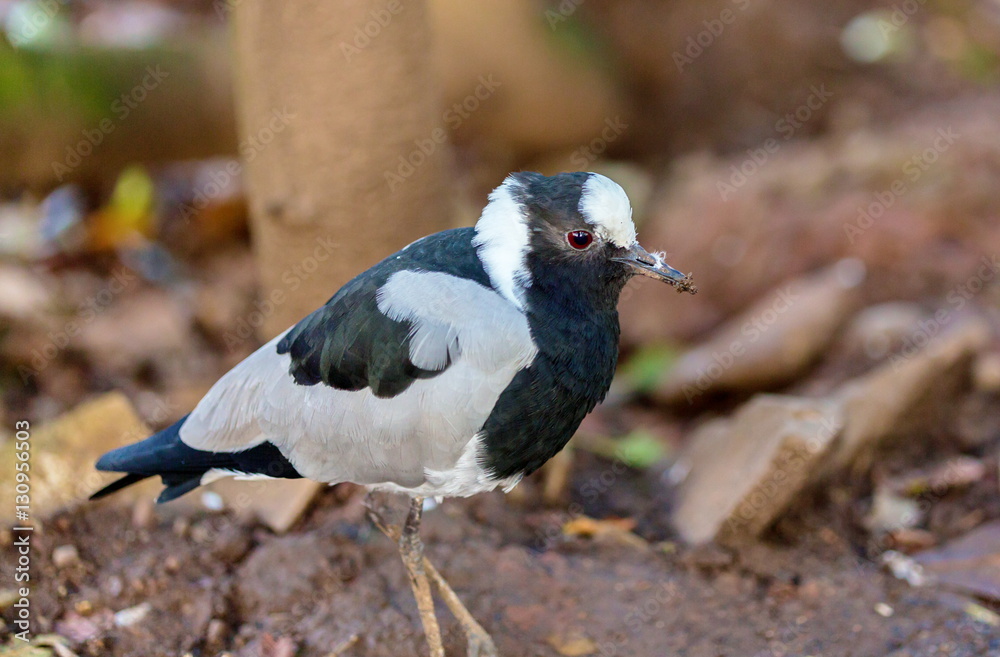 Obraz premium The pied plover, also known as the pied lapwing, is a species of bird in the family Charadriidae. It is a strongly marked bird with a prominent black V on its mantle.