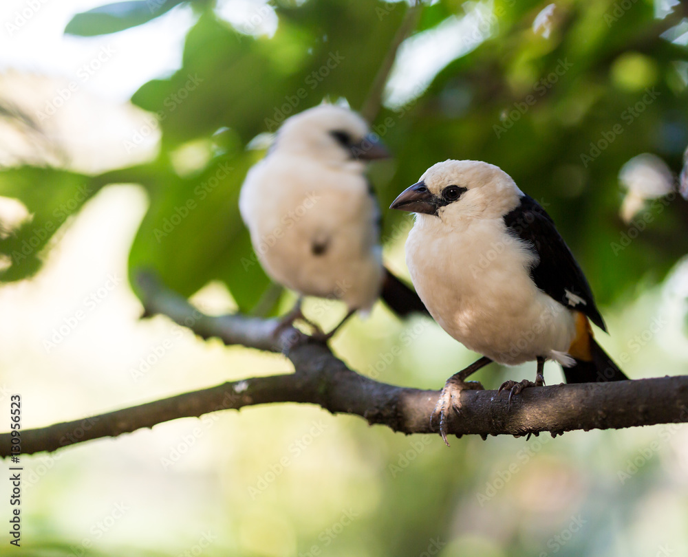 As other weavers, the White-headed Buffalo-Weaver builds a large elaborated nest. This bird is often seen in small groups feeding on the ground or perched in trees. It also follows the African Buffalo As other weavers, the White-headed Buffalo-Weaver builds a large elaborated nest. This bird is often seen in small groups feeding on the ground or perched in trees. It also follows the African Buffalo