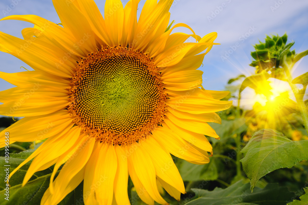 Fototapeta premium Selective and Soft focus. Sunflowers field with lighting flare effect.