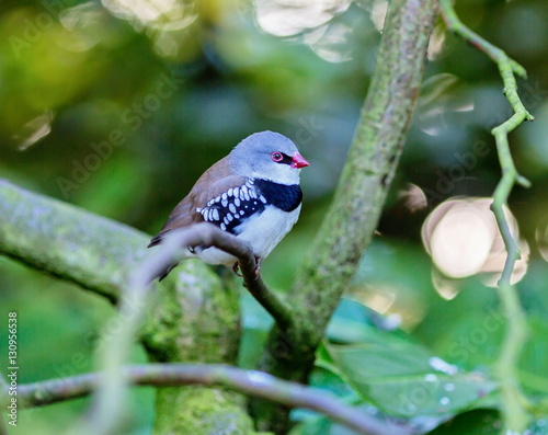 The diamond firetail is a finch that has a fiery red bill, eyes, and rump. It has a thick black band that extends horizontally until it reaches the part of the wings which are black with white spots. photo