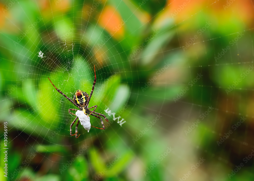Spider with its prey