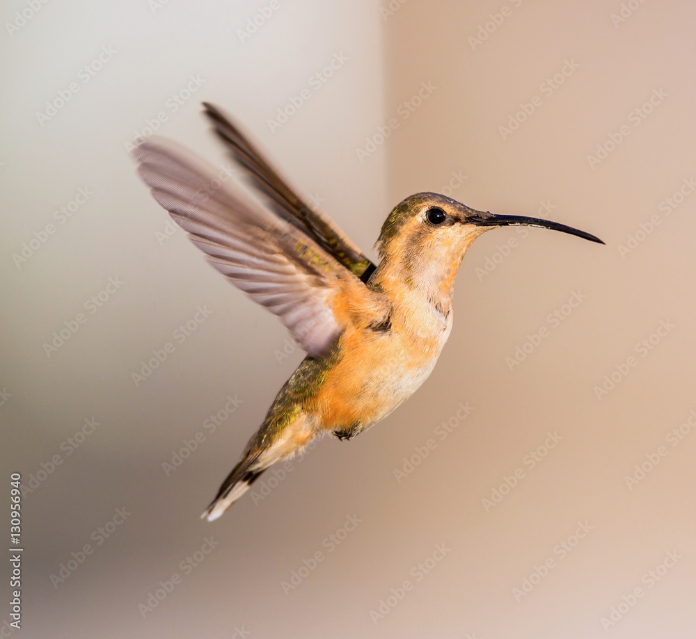 Fototapeta premium Lucifer hummingbird female. The tiny, vividly purple-throated Lucifer Hummingbird is mainly a species of northern Mexico and central Mexico. 