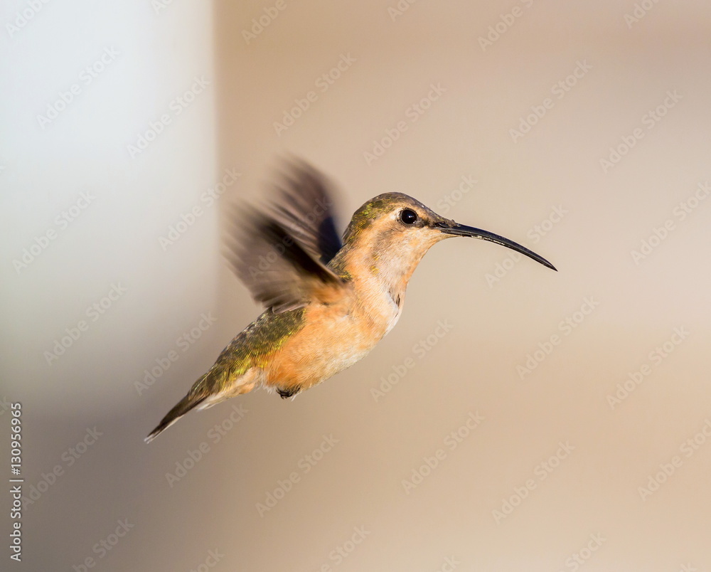 Fototapeta premium Lucifer hummingbird female. The tiny, vividly purple-throated Lucifer Hummingbird is mainly a species of northern Mexico and central Mexico. 