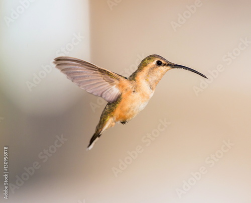 Lucifer hummingbird female. The tiny, vividly purple-throated Lucifer Hummingbird is mainly a species of northern Mexico and central Mexico. 