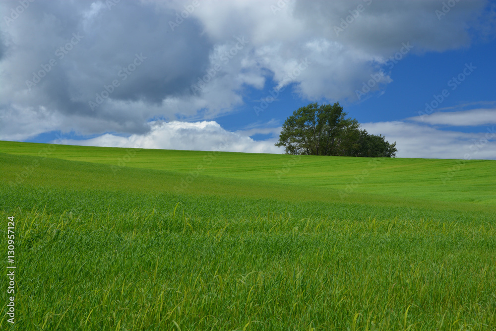 Obraz premium grass hill