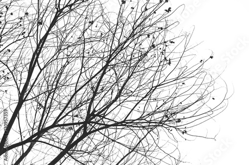 Nature autumn silhouette tree branch on sky abstract background.