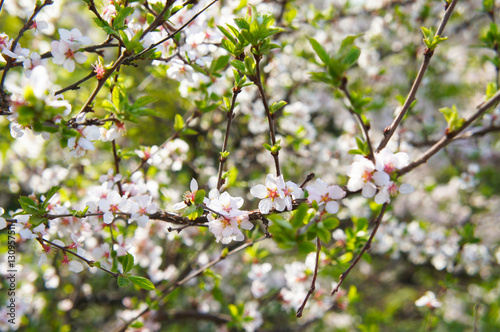 Branches of blossoming white cherry flowers tree in sunlight