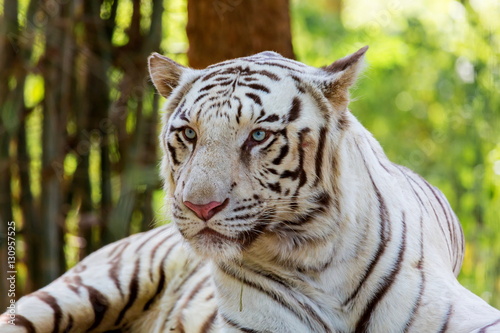 Fototapeta Naklejka Na Ścianę i Meble -  The white tiger is a pigmentation variant of the Bengal tiger, which is reported in the wild from time to time in the Indian states of Assam, West Bengal and Bihar in the Sunderbans region.