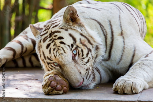 Fototapeta Naklejka Na Ścianę i Meble -  The white tiger is a pigmentation variant of the Bengal tiger, which is reported in the wild from time to time in the Indian states of Assam, West Bengal and Bihar in the Sunderbans region.