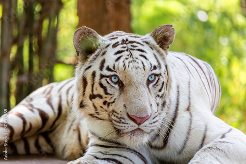 Fototapeta Naklejka Na Ścianę i Meble -  The white tiger is a pigmentation variant of the Bengal tiger, which is reported in the wild from time to time in the Indian states of Assam, West Bengal and Bihar in the Sunderbans region.