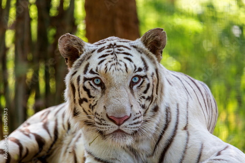 Fototapeta Naklejka Na Ścianę i Meble -  The white tiger is a pigmentation variant of the Bengal tiger, which is reported in the wild from time to time in the Indian states of Assam, West Bengal and Bihar in the Sunderbans region.