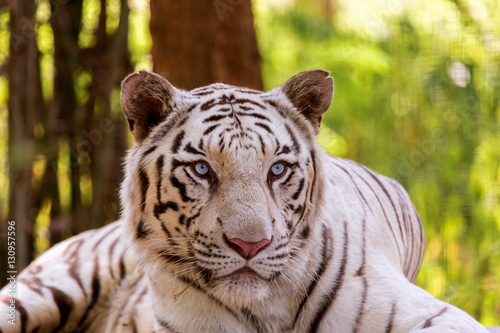 The white tiger is a pigmentation variant of the Bengal tiger  which is reported in the wild from time to time in the Indian states of Assam  West Bengal and Bihar in the Sunderbans region.