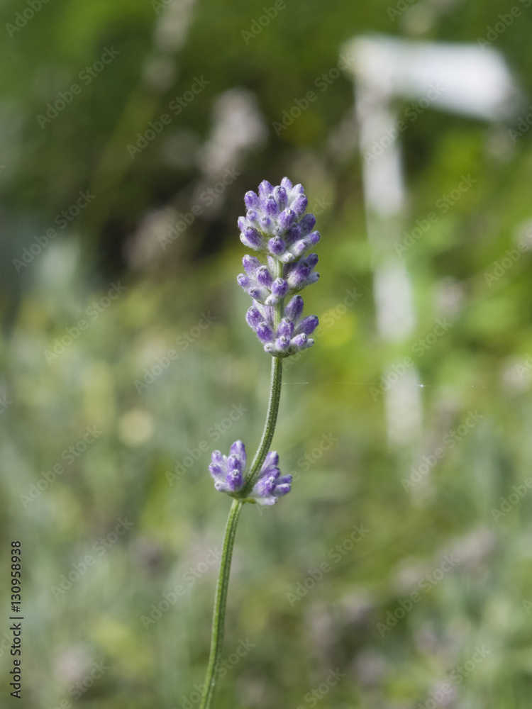 Lavender, Lavandula angustifolia, flowers on stem macro with bokeh background, selective focus, shallow DOF