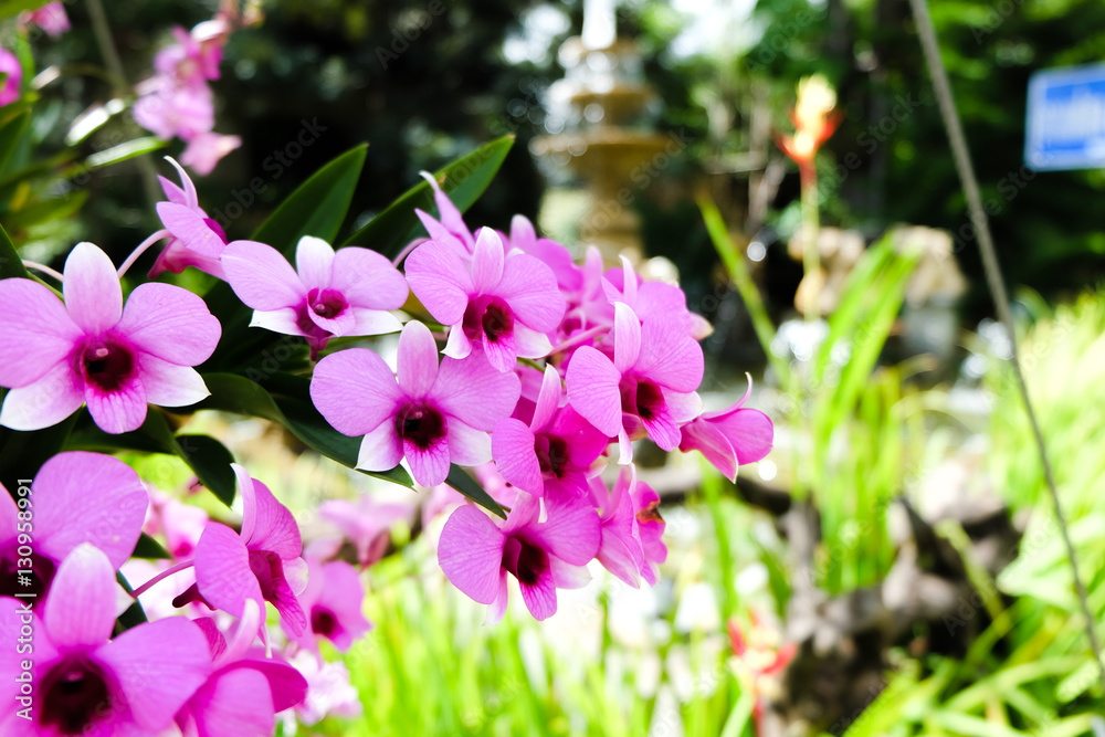 Fototapeta premium Orchids in the garden. Pink flower.