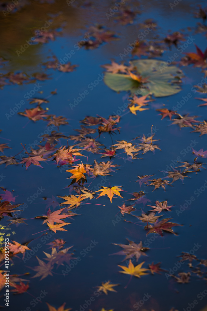 池に浮かぶ楓の葉