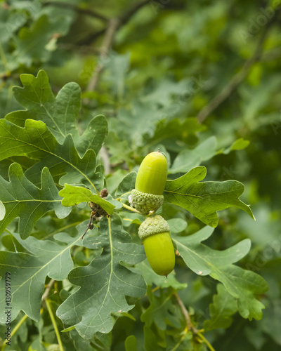 Riping green acorns and leaves on oak, quercus, close-up, selective focus, shallow DOF