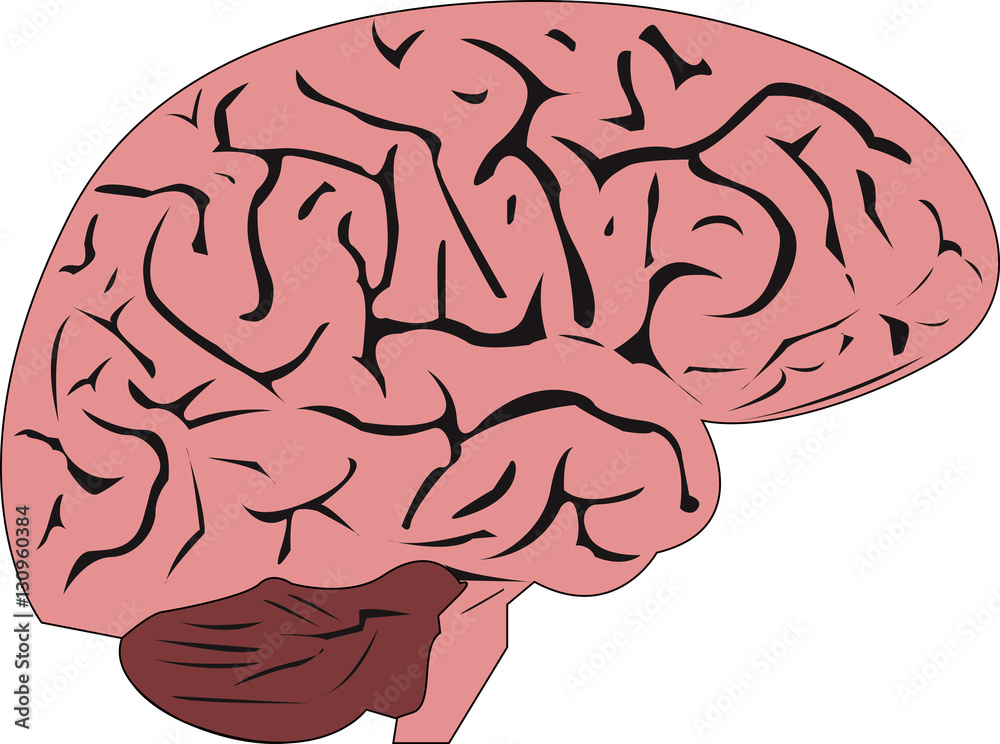 the human brain the human brain