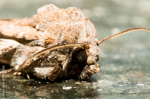 Night Insect Brown Moth photo