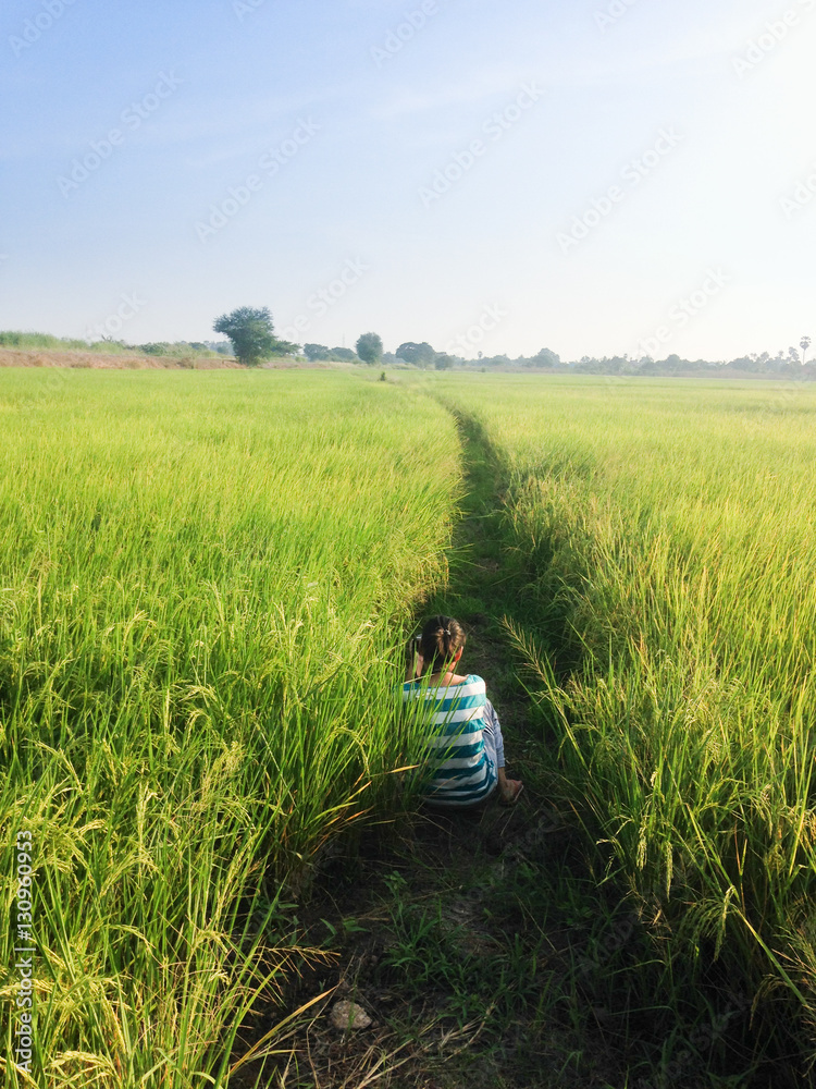 Green rice paddy fields with sky cloud sunrise. Green rice paddy fields with sky cloud sunrise.