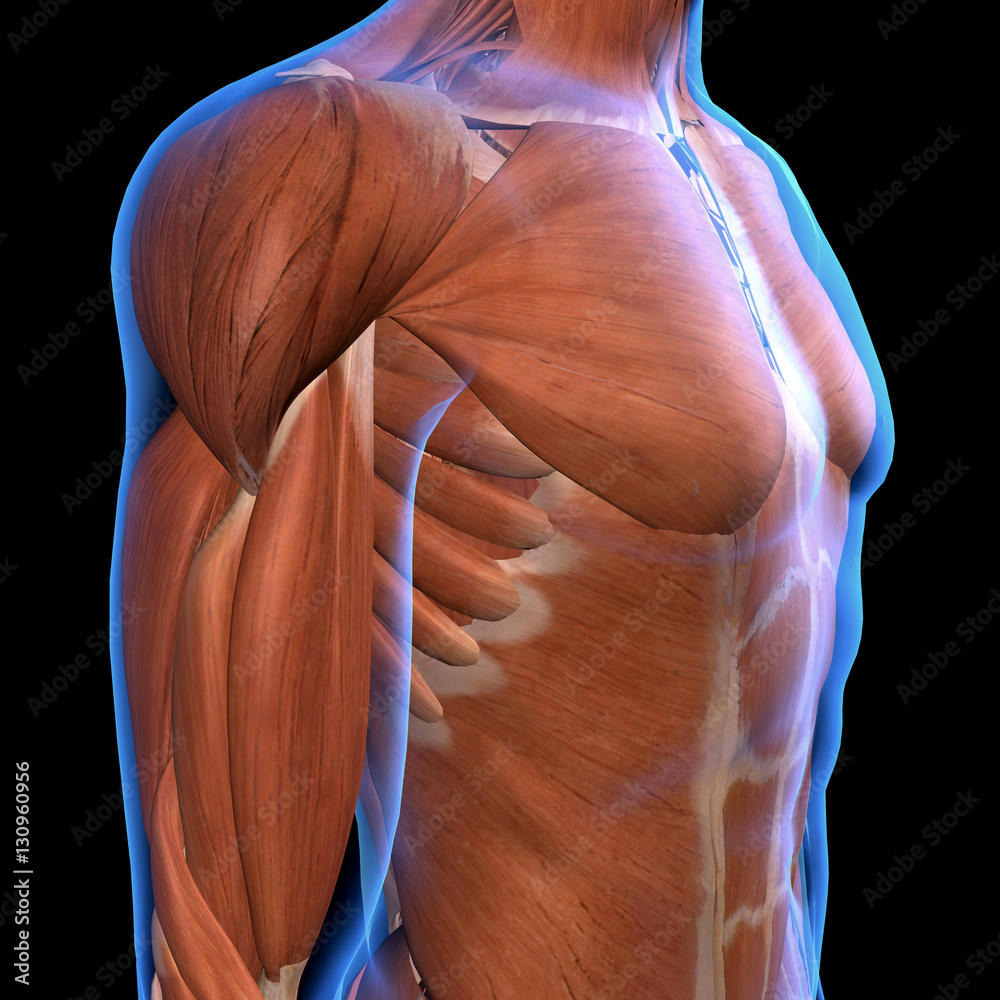 Male Chest Muscles Side View X-ray Style Stock Illustration