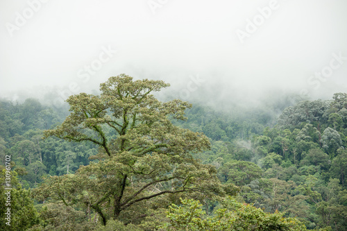 tropical rainforest in Hala-Bala Wildlife Sanctuary of Thailand