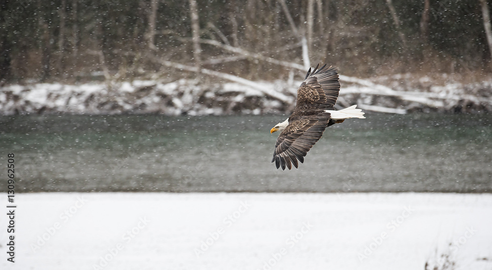 Obraz premium Wild American Bald Eagle in flight over the Skagit River in Wash