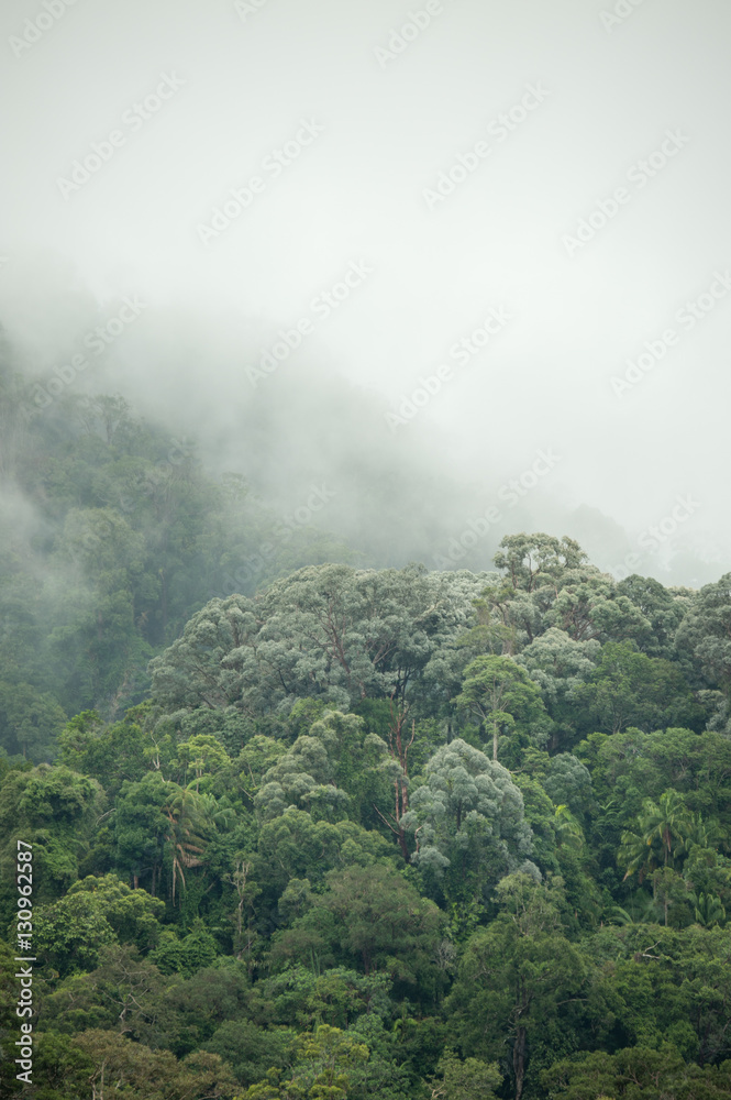 tropical rainforest in  Hala-Bala Wildlife Sanctuary of Thailand