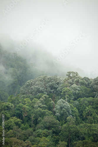 tropical rainforest in Hala-Bala Wildlife Sanctuary of Thailand