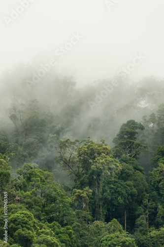 tropical rainforest in  Hala-Bala Wildlife Sanctuary of Thailand © fototrips