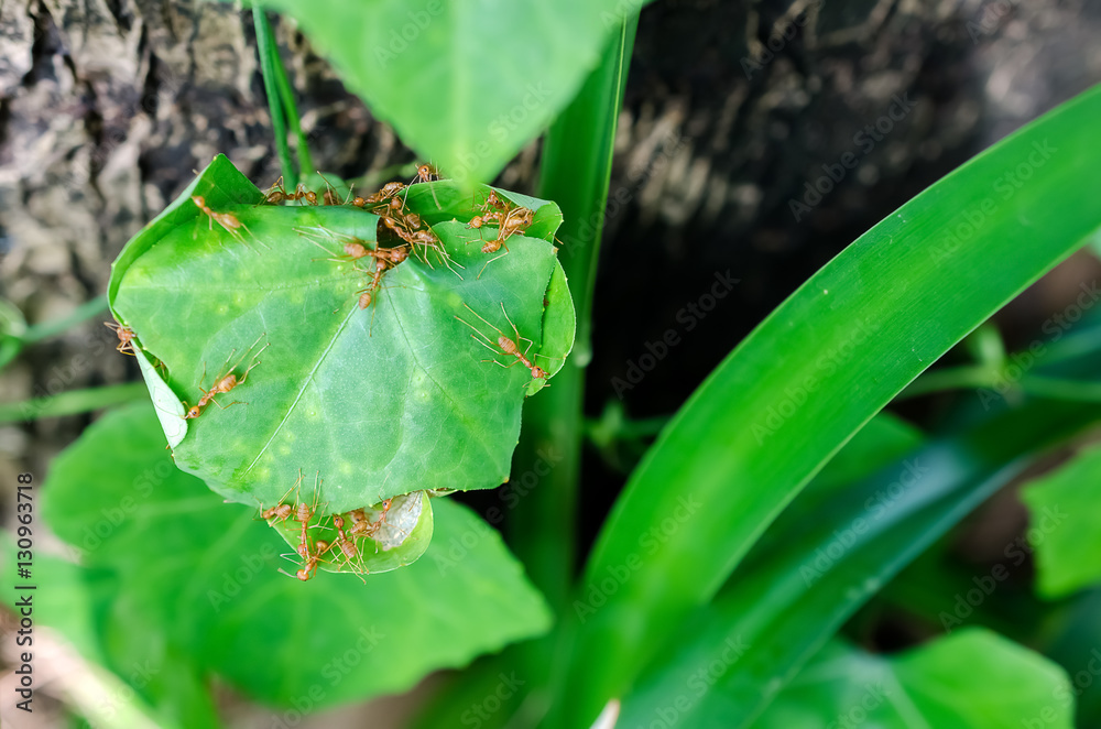 Ants nest with green leaf. Ants nest with green leaf.