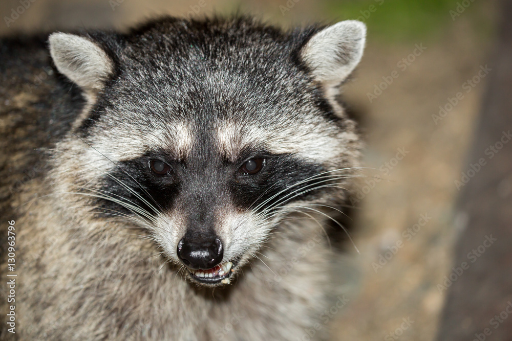 Raccoon (Procyon lotor) headshot. San Francisco, California, USA