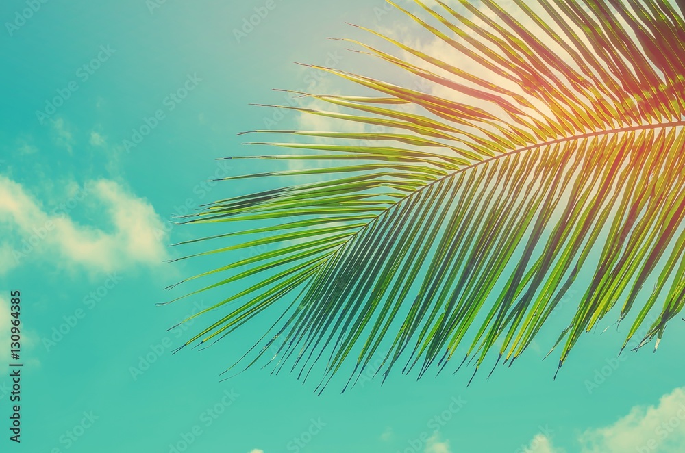 Copy space of tropical palm leaf with sun light on blue sky background.