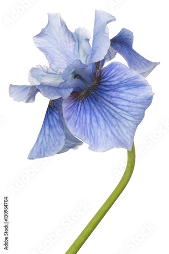 Fototapeta Naklejka Na Ścianę i Meble -  iris flower isolated