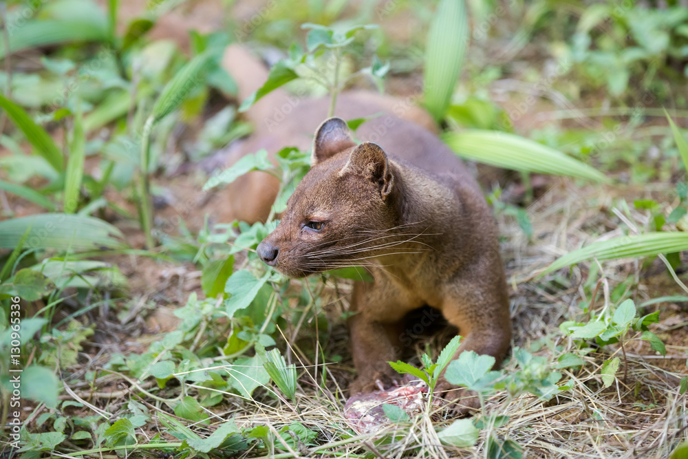 carnivorous mammal Fossa (Cryptoprocta ferox) carnivorous mammal Fossa (Cryptoprocta ferox)