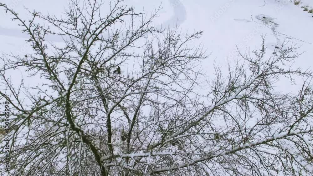 4K Aerial. Up over winter tree over frozen lake
4K Aerial. Up over winter tree over frozen lake