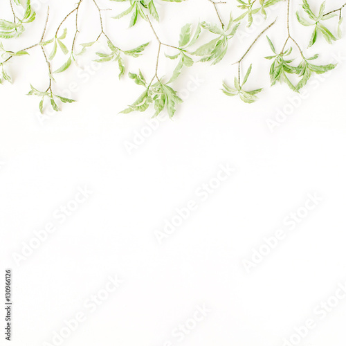 green leaf pattern on white background. flat lay header