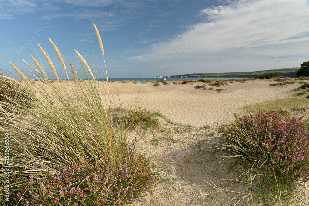Heather walk by Studland Bay on Swanage Coast